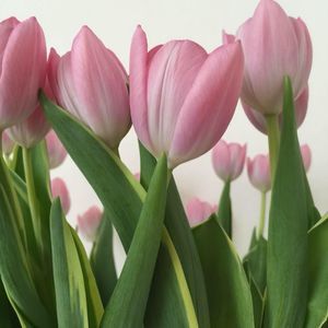 Meet your Posher, Mia